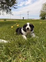 Light pink, a female Australian Shepherd for sale in Minden City, MI – 1 of 6