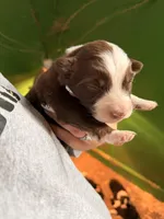 Orange, a male Australian Shepherd for sale in Minden City, MI – Photo 3 of 6