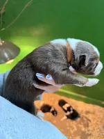 Orange, a male Australian Shepherd for sale in Minden City, MI – Photo 6 of 6