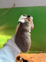 Orange, a male Australian Shepherd for sale in Minden City, MI – Photo 5 of 6