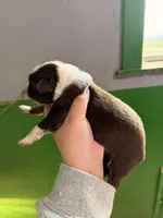 Orange, a male Australian Shepherd for sale in Minden City, MI – Photo 4 of 6