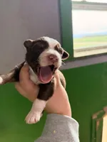 Orange, a male Australian Shepherd for sale in Minden City, MI – Photo 2 of 6