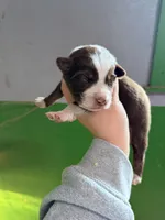 Orange, a male Australian Shepherd for sale in Minden City, MI – Photo 1 of 6