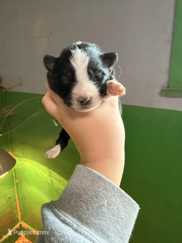 Light pink – Australian Shepherd puppy for sale in Minden City, MI