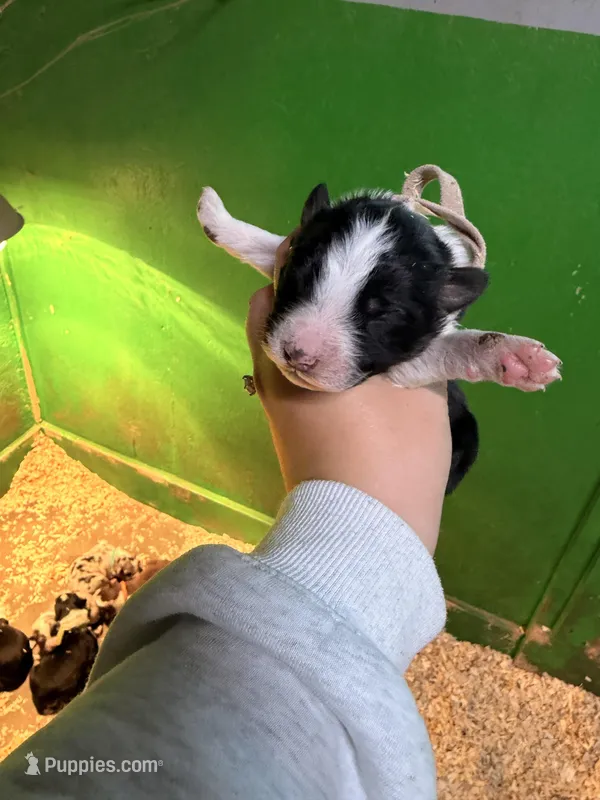 Light pink – Australian Shepherd puppy for sale in Minden City, MI