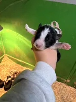 Light pink, a female Australian Shepherd for sale in Minden City, MI – Photo 1 of 4