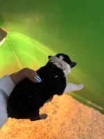 Light pink, a female Australian Shepherd for sale in Minden City, MI – Photo 2 of 4