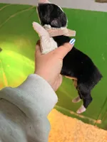 Light pink, a female Australian Shepherd for sale in Minden City, MI – Photo 4 of 4