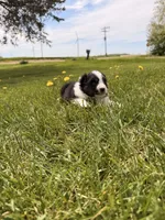 Light pink, a female Australian Shepherd for sale in Minden City, MI – 4 of 6