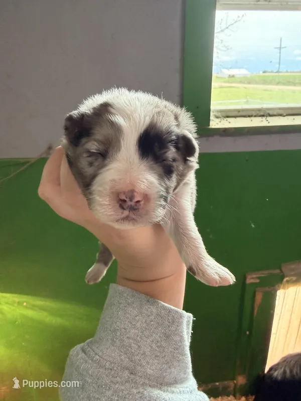 Purple – Australian Shepherd puppy on hold in Minden City, MI
