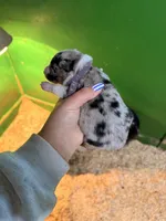 Purple, a female Australian Shepherd for sale in Minden City, MI – Photo 4 of 5