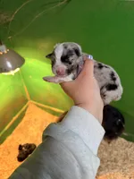 Purple, a female Australian Shepherd for sale in Minden City, MI – Photo 3 of 5