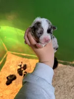 Purple, a female Australian Shepherd for sale in Minden City, MI – Photo 2 of 5