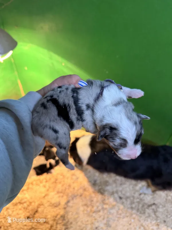 Purple, a female Australian Shepherd for sale in Minden City, MI – Photo 1 of 5