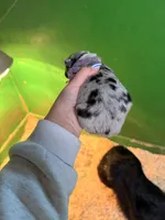 Purple, a female Australian Shepherd for sale in Minden City, MI – Photo 5 of 5