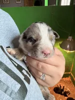 Light blue , a male Australian Shepherd for sale in Minden City, MI – Photo 2 of 5