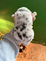 Light blue , a male Australian Shepherd for sale in Minden City, MI – Photo 4 of 5