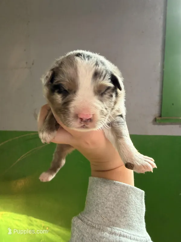 Light blue  – Australian Shepherd puppy for sale in Minden City, MI