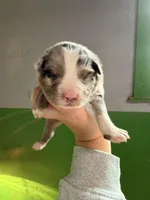 Light blue , a male Australian Shepherd for sale in Minden City, MI – Photo 1 of 5