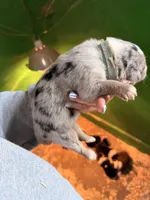 Light blue , a male Australian Shepherd for sale in Minden City, MI – Photo 5 of 5