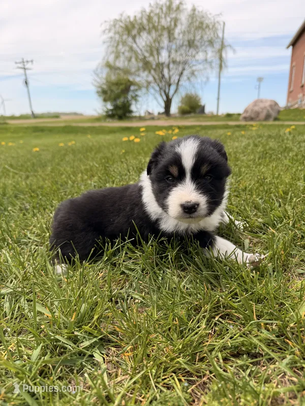 Green  – Australian Shepherd puppy for sale in Minden City, MI