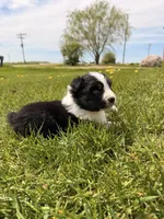 Light pink, a female Australian Shepherd for sale in Minden City, MI – 2 of 6
