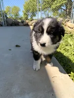 Dark blue , a male Australian Shepherd for sale in Minden City, MI – 1 of 5