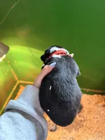 Red, a male Australian Shepherd for sale in Minden City, MI – Photo 2 of 4