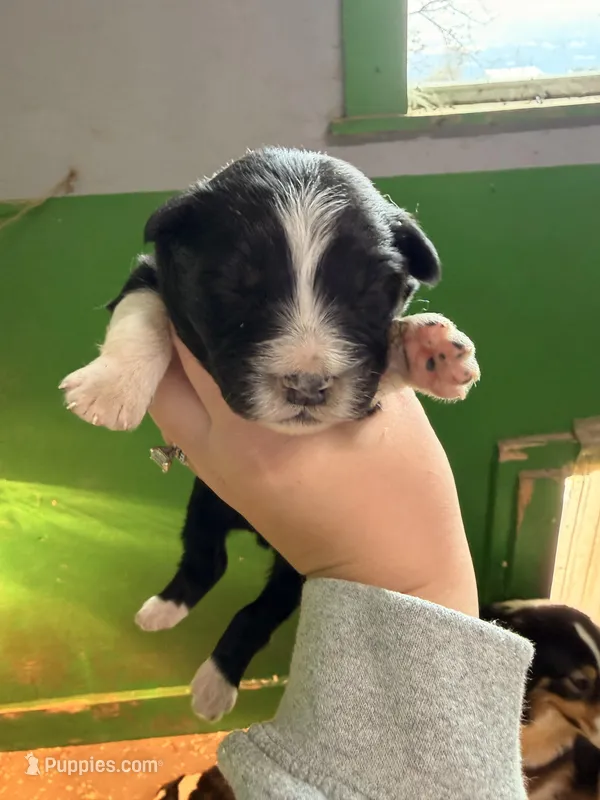 Red – Australian Shepherd puppy for sale in Minden City, MI