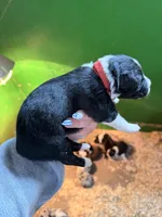 Red, a male Australian Shepherd for sale in Minden City, MI – Photo 4 of 4