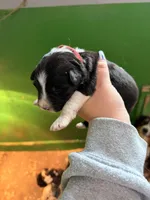 Red, a male Australian Shepherd for sale in Minden City, MI – Photo 3 of 4