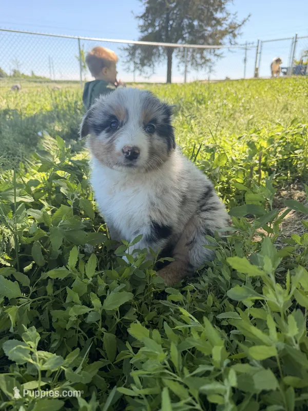 Light blue  – Australian Shepherd puppy for sale in Minden City, MI