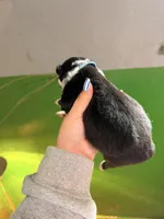 Dark blue , a male Australian Shepherd for sale in Minden City, MI – Photo 3 of 5