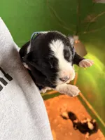 Dark blue , a male Australian Shepherd for sale in Minden City, MI – Photo 4 of 5