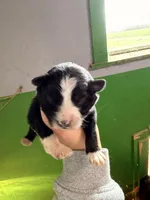 Dark blue , a male Australian Shepherd for sale in Minden City, MI – Photo 1 of 5