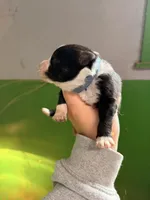 Dark blue , a male Australian Shepherd for sale in Minden City, MI – Photo 2 of 5