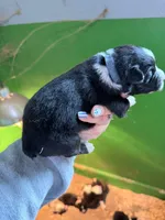 Dark blue , a male Australian Shepherd for sale in Minden City, MI – Photo 5 of 5