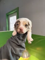 processed/bfb04258-d195-4c3d-a980-6ee5e248dee3/listing/a0b98262-9fd9-4e6c-b486-9a6f51ef2e38/52450310-8256-49b1-b1c6-59da4f0ae615