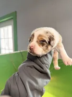 processed/bfb04258-d195-4c3d-a980-6ee5e248dee3/listing/a0b98262-9fd9-4e6c-b486-9a6f51ef2e38/752c9961-5ddf-4ea7-91c2-0274b718cbac