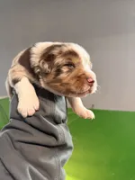 processed/bfb04258-d195-4c3d-a980-6ee5e248dee3/listing/a0b98262-9fd9-4e6c-b486-9a6f51ef2e38/c59d6d32-bb10-4ba8-89e0-1eb59f21def3