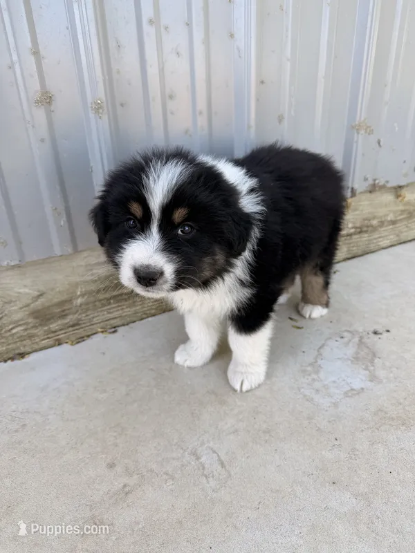 Green  – Australian Shepherd puppy for sale in Minden City, MI