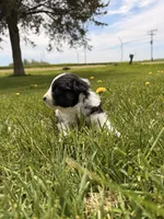 Light pink, a female Australian Shepherd for sale in Minden City, MI – 3 of 6