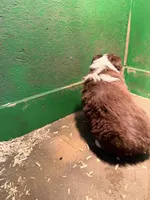 Light blue , a male Australian Shepherd for sale in Minden City, MI – Photo 3 of 3