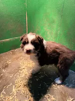 Light blue , a male Australian Shepherd for sale in Minden City, MI – Photo 2 of 3