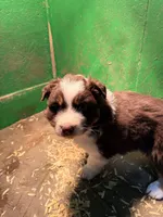 Light blue , a male Australian Shepherd for sale in Minden City, MI – Photo 1 of 3