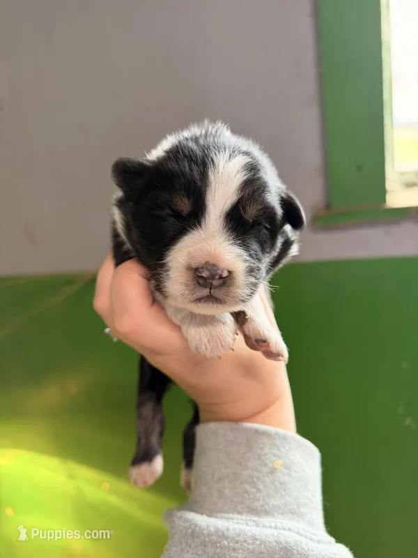 Green  – Australian Shepherd puppy for sale in Minden City, MI