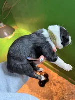 Green , a male Australian Shepherd for sale in Minden City, MI – Photo 4 of 5