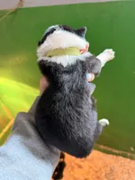 Green , a male Australian Shepherd for sale in Minden City, MI – Photo 5 of 5