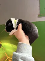 Green , a male Australian Shepherd for sale in Minden City, MI – Photo 2 of 5