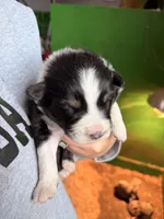 Green , a male Australian Shepherd for sale in Minden City, MI – Photo 3 of 5